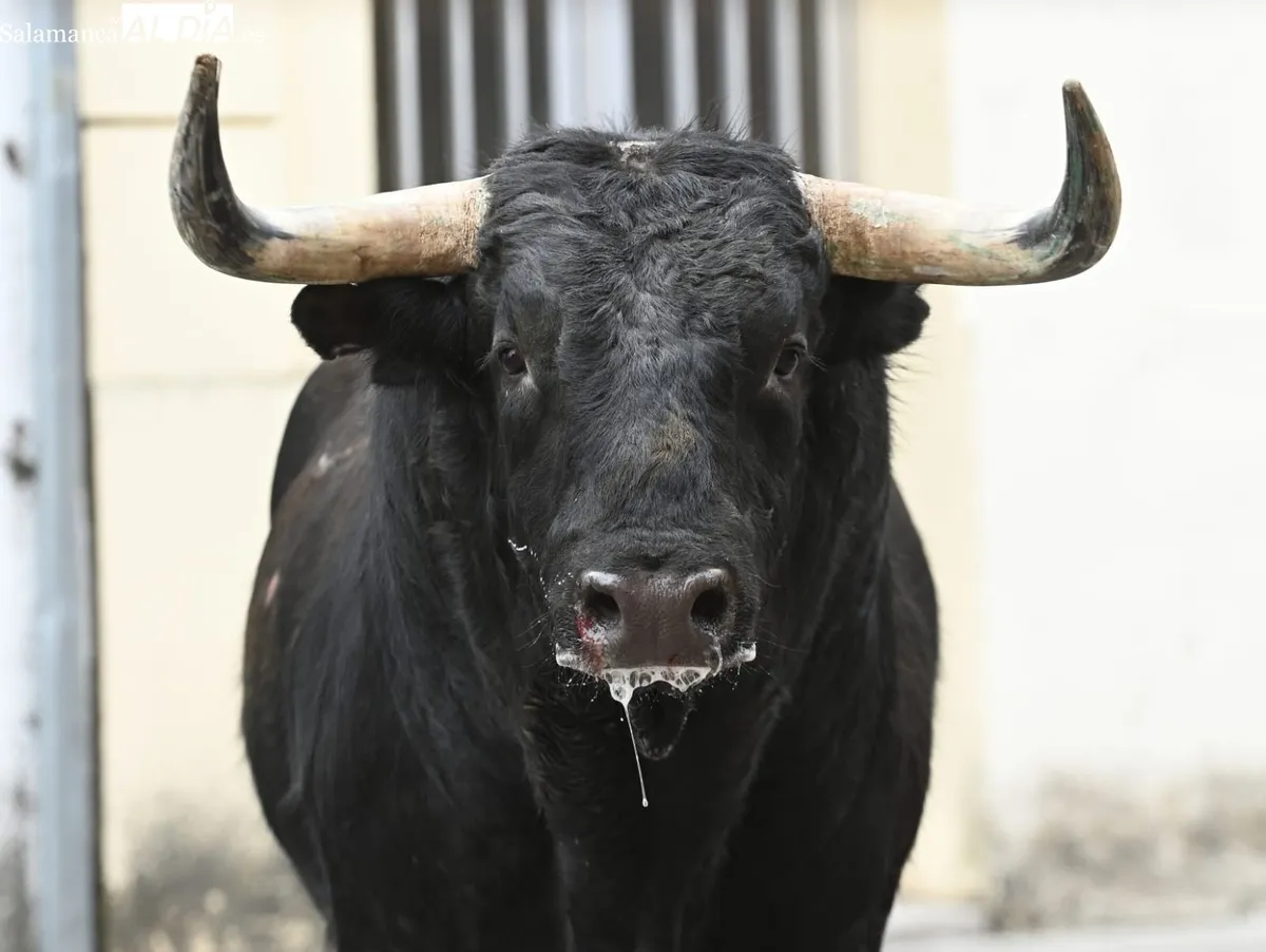 Foto ganadora del VIII Concurso de fotografía, imagen de Eloy Trilles Domínguez y que lleva por título 'Mirada'