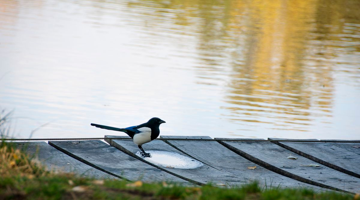 Embarcadero junto al Tormes, Salamanca