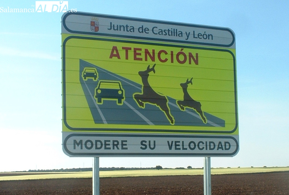 PSOE exige medidas en carreteras de Salamanca por fauna