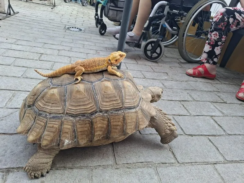 Foto 9 - La terapia con animales ex&oacute;ticos despierta sonrisas y recuerdos en los mayores de Gerialba