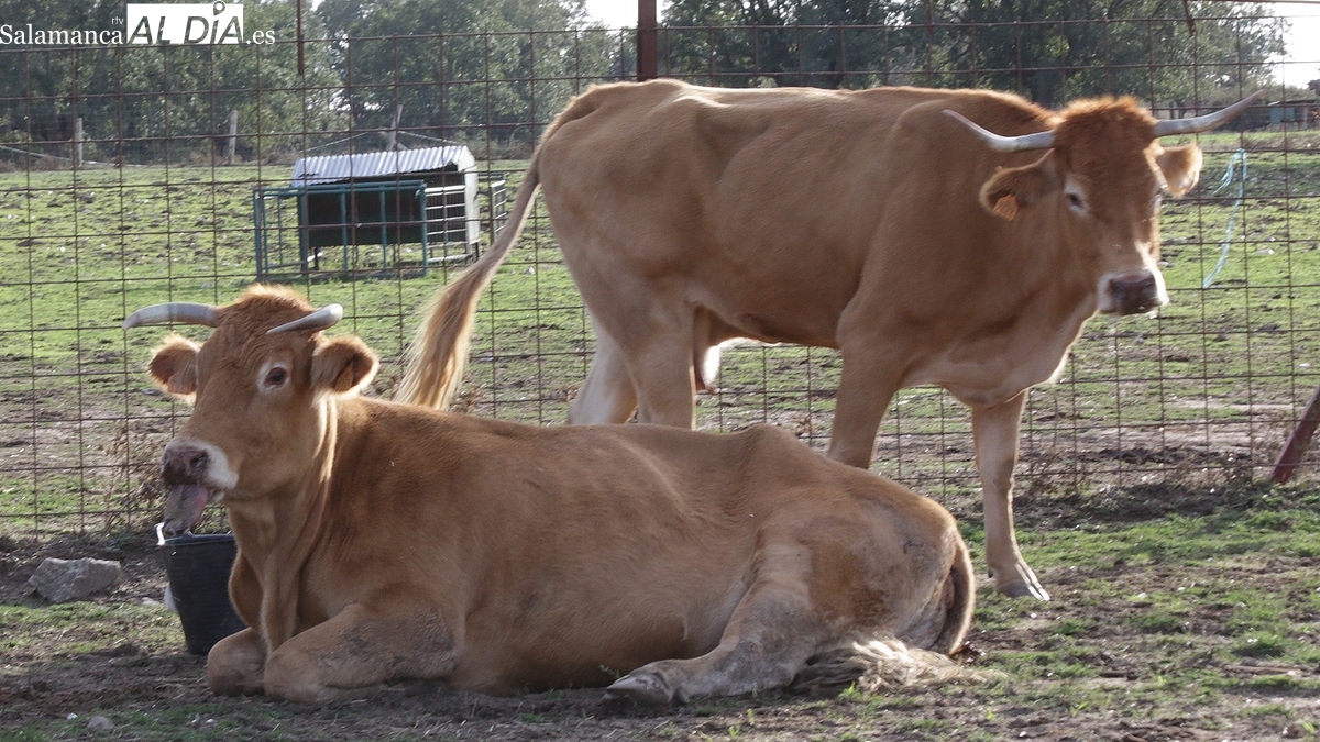 Dermatosis Nodular: Castilla y León suspende ferias ganado