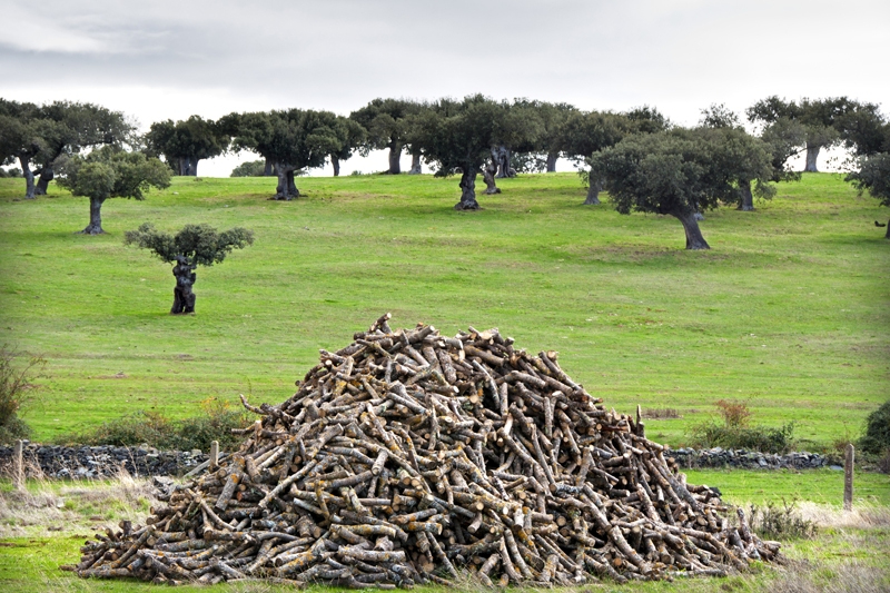 Jornada sobre el futuro de la dehesa en San Pedro de Rozados