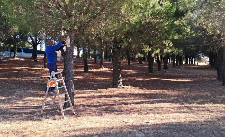 Murciélagos contra la procesionaria en Alba de Tormes