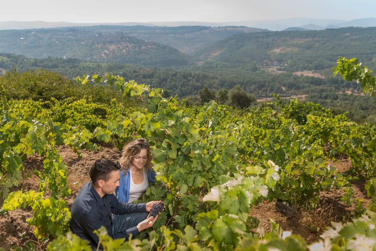 Feria de la Vendimia San Martín del Castañar 2025: programa