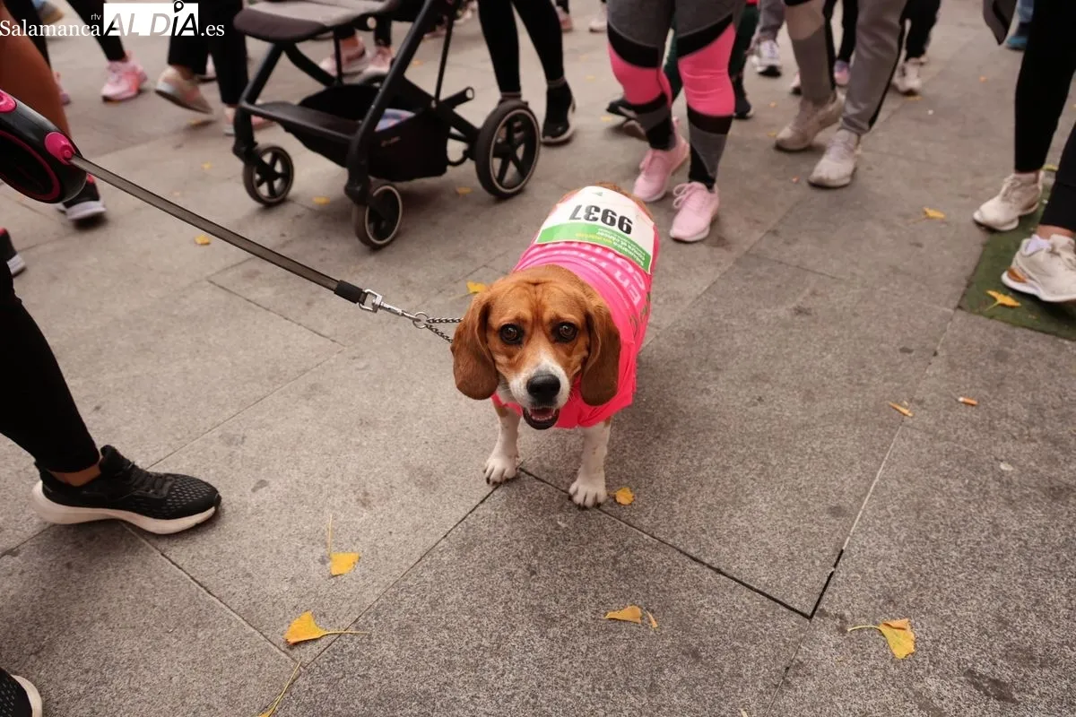 Salamanca se vuelca en una masiva marea rosa para visibilizar la lucha contra el cáncer | FOTOS: David Sañudo