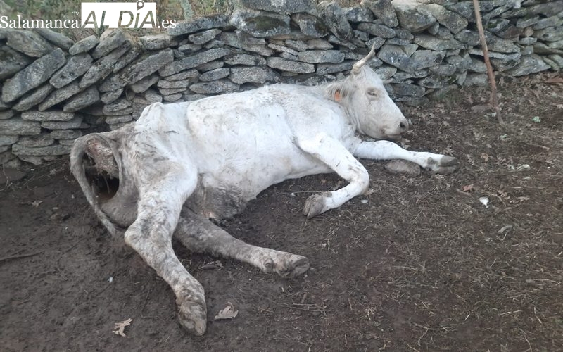 UPA denuncia retrasos en la recogida de animales muertos