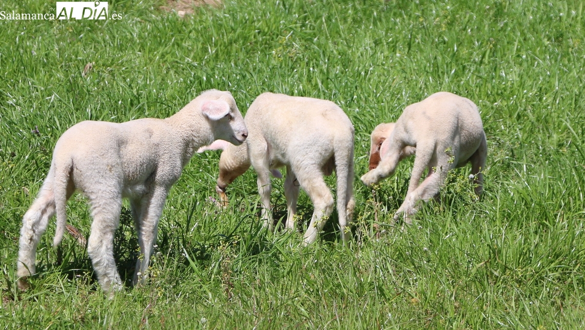 Mercado de ganado y lonja de Salamanca del 24 de noviembre de 2025