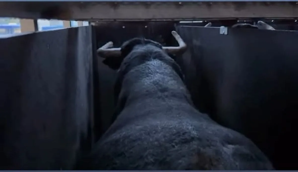 Foto 4 - FOTOS | Un viaje 'al otro lado del charco' para cuatro toros salmantinos