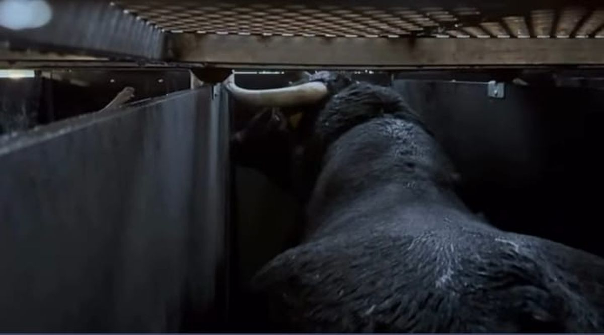 Un viaje al otro lado del charco para cuatro toros salmantinos