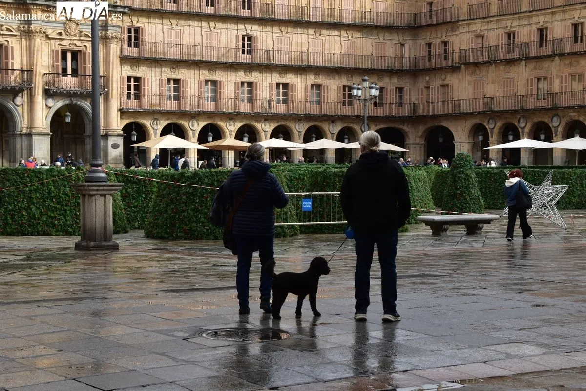 El gran árbol de Navidad llega a la Plaza Mayor de Salamanca | Fotos: T.S
