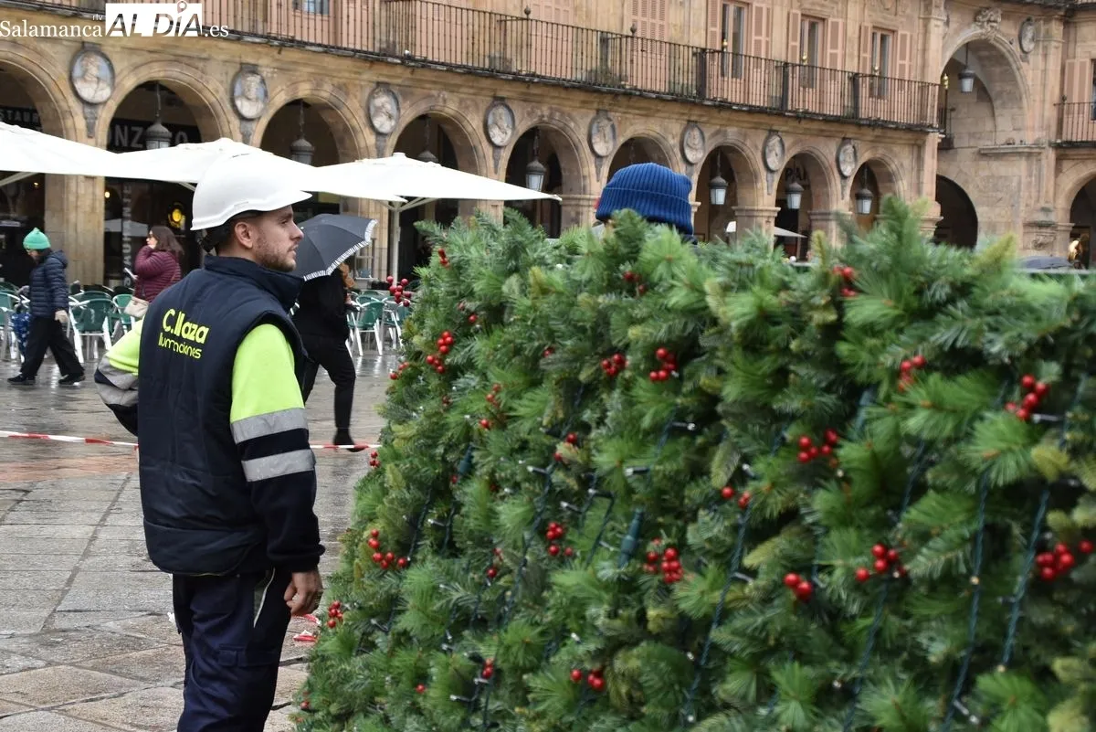 El gran árbol de Navidad llega a la Plaza Mayor de Salamanca | Fotos: T.S