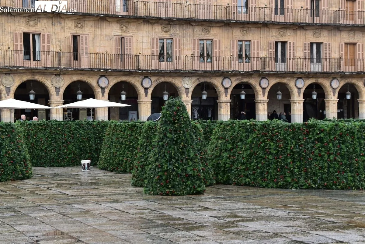 El gran árbol de Navidad llega a la Plaza Mayor de Salamanca | Fotos: T.S