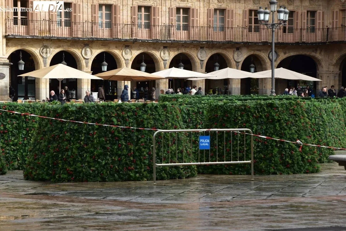 El gran árbol de Navidad llega a la Plaza Mayor de Salamanca | Fotos: T.S
