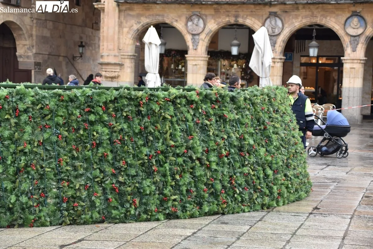 El gran árbol de Navidad llega a la Plaza Mayor de Salamanca | Fotos: T.S