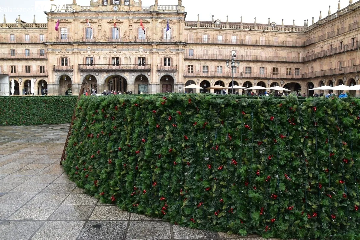 El gran árbol de Navidad llega a la Plaza Mayor de Salamanca | Fotos: T.S