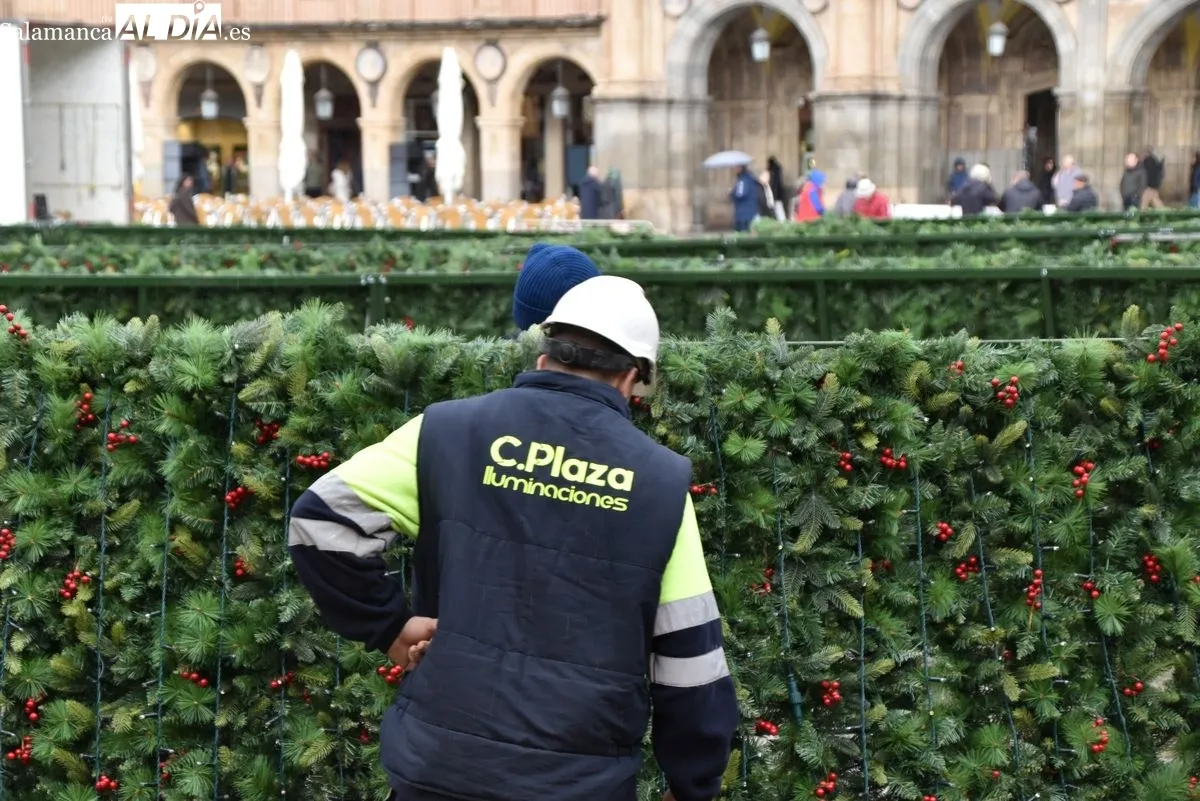 El gran árbol de Navidad llega a la Plaza Mayor de Salamanca | Fotos: T.S
