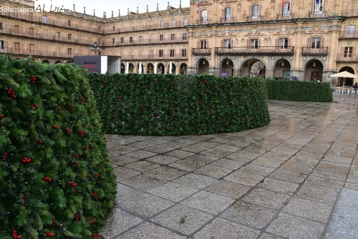 El gran árbol de Navidad llega a la Plaza Mayor de Salamanca | Fotos: T.S