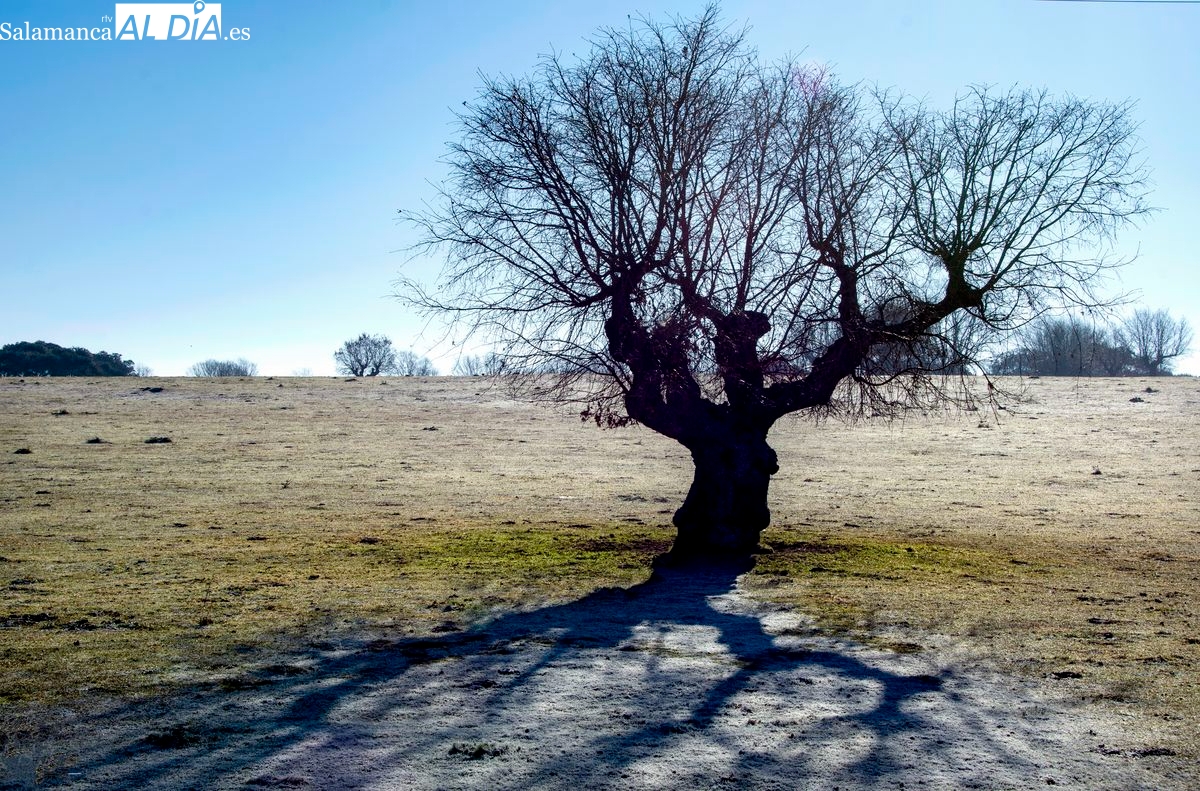 Video poesía de Manuel Lamas titulada Como la sombra