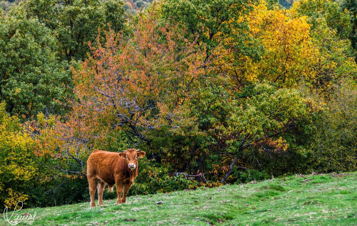 Candelario, Salamanca