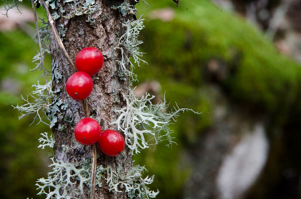 Candelario, Salamanca