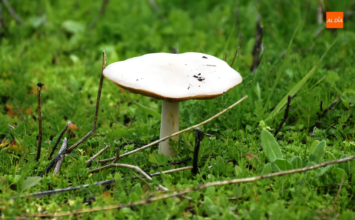 El Payo acogerá este mes un curso de iniciación a la micología