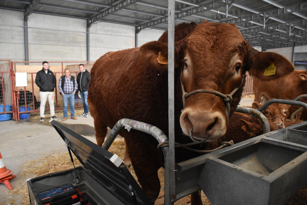 Pospuesta dos semanas la Feria de San Andrés por las restricciones por la dermatosis