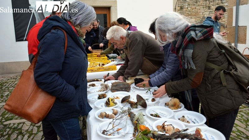 Lumbrales: Jornadas Micológicas con ruta de tapas y setas