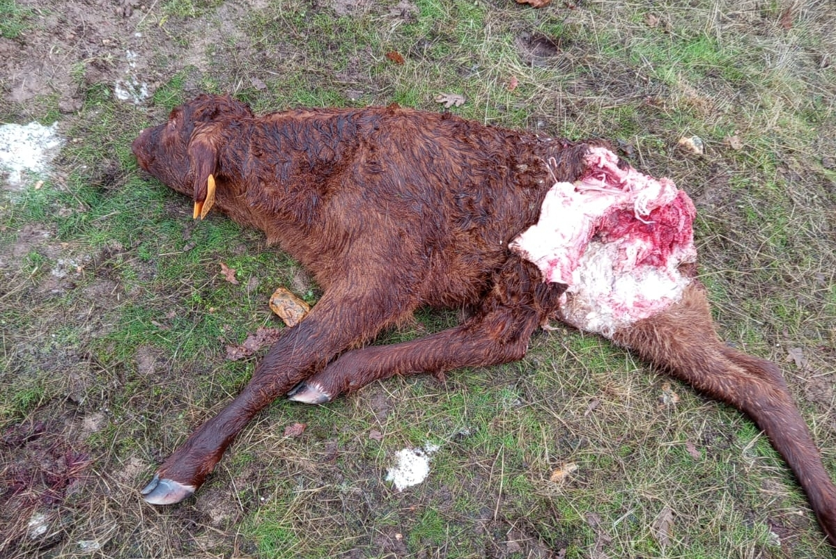 Ataques de lobo en Vitigudino alarman a los ganaderos