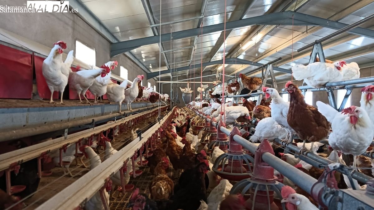 Gripe aviar en Salamanca: confinan gallinas en 1.199 zonas