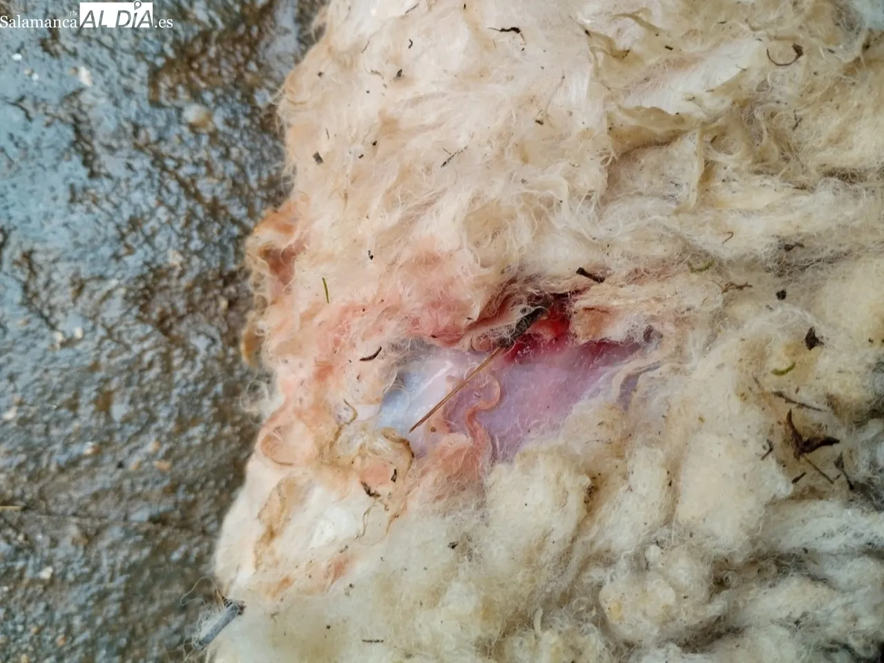 Grave ataque de lobo a un rebaño en Bogajo 