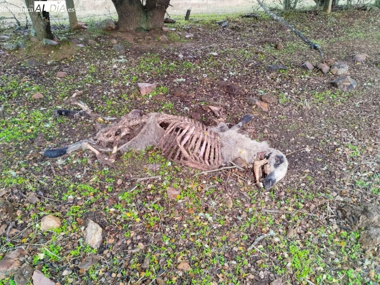 Grave ataque de lobo a un rebaño en Bogajo 