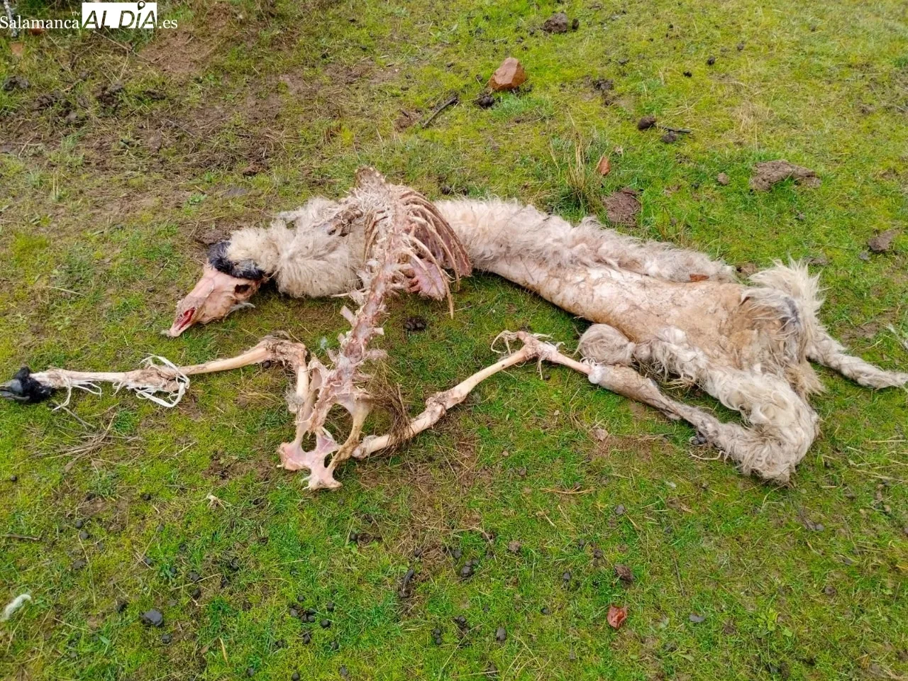 Grave ataque de lobo a un rebaño en Bogajo 