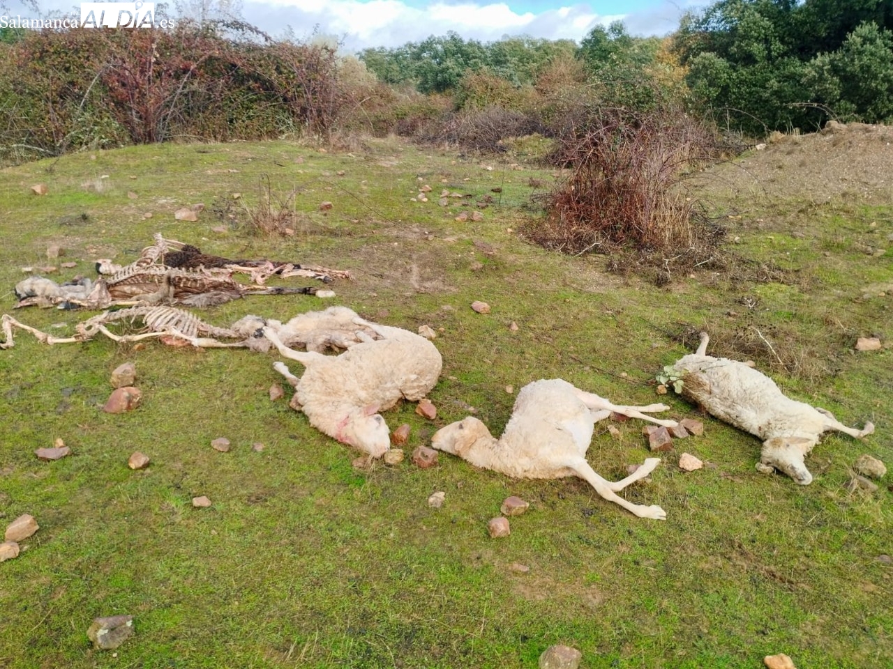 Ataque de lobo en Bogajo, Salamanca: 8 ovejas muertas