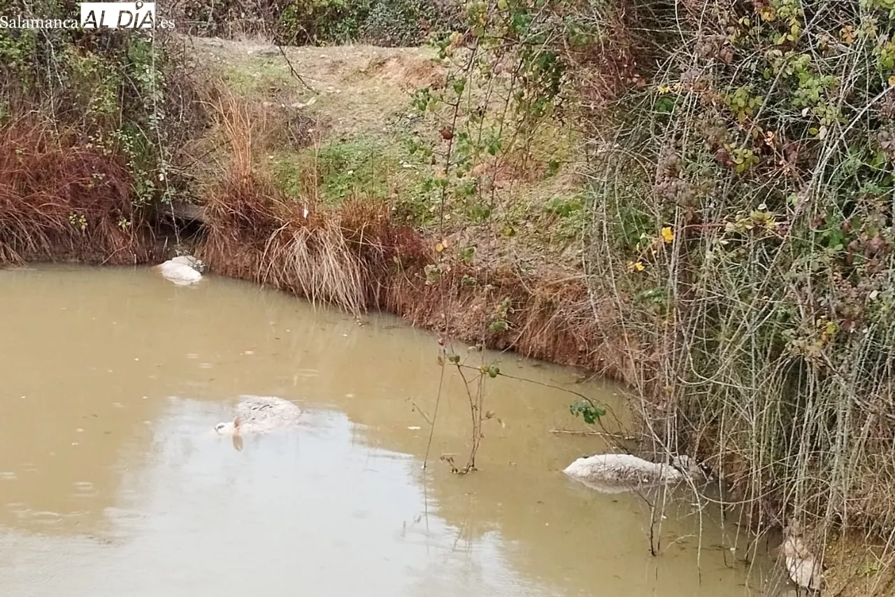 Grave ataque de lobo a un rebaño en Bogajo 