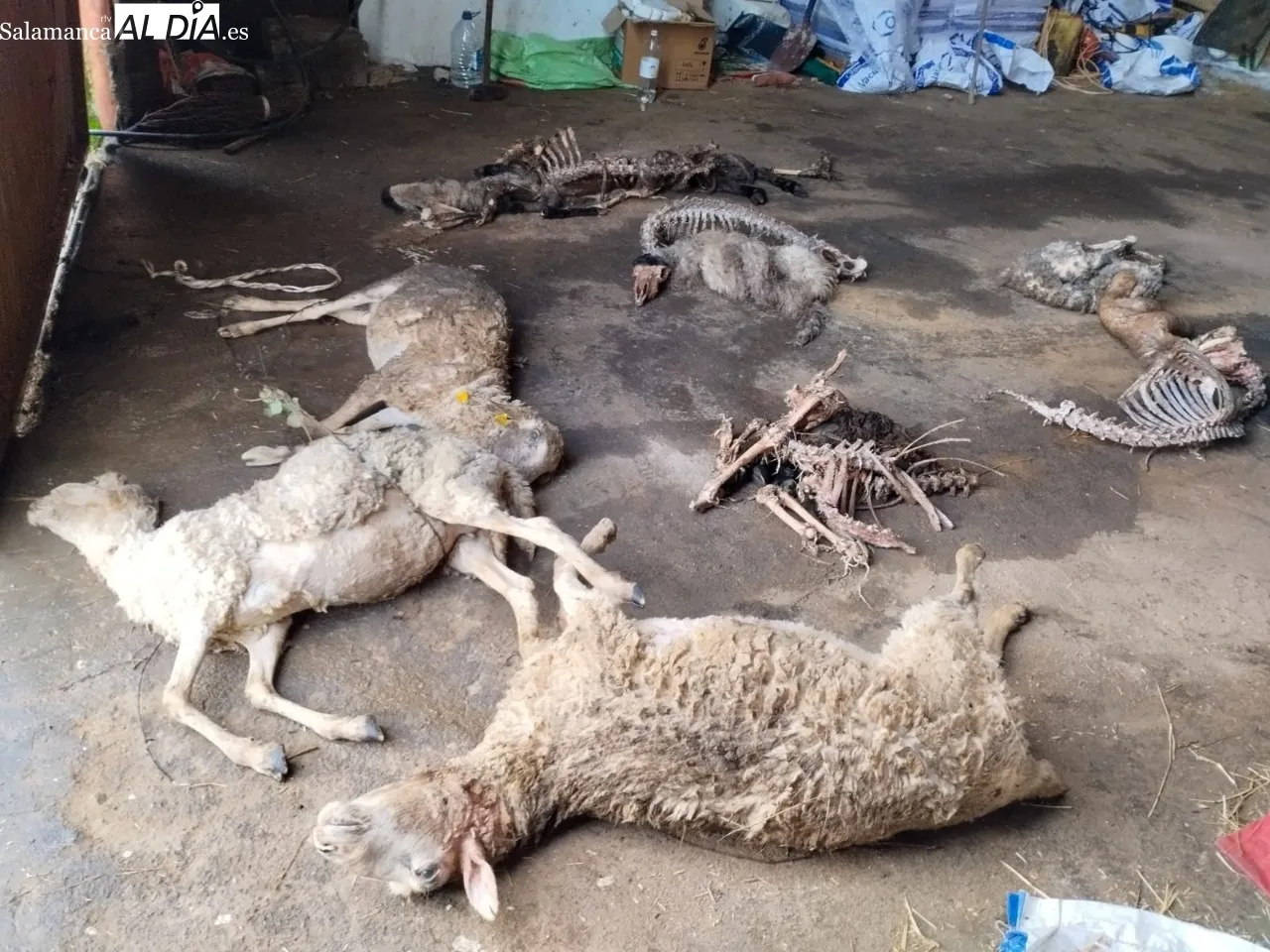 Grave ataque de lobo a un rebaño en Bogajo 