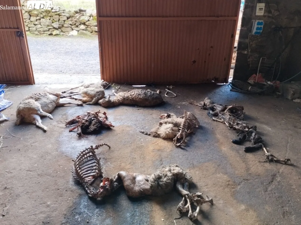 Grave ataque de lobo a un rebaño en Bogajo 