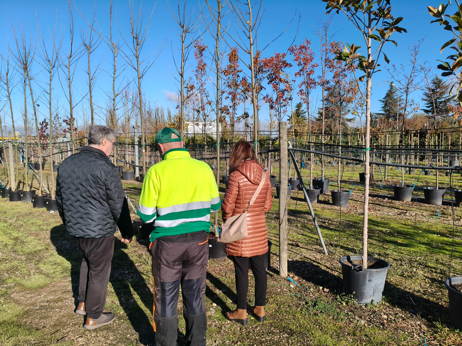 Carbajosa plantará 42 nuevos árboles en sus zonas verdes