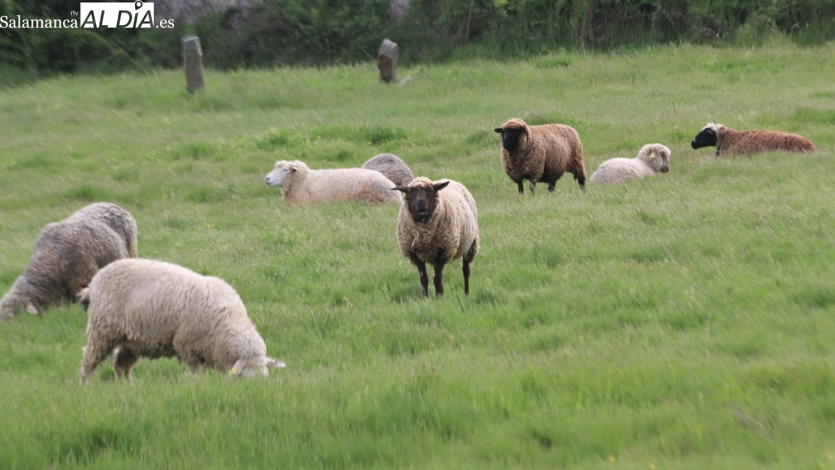 PAC Castilla y León: la Junta abona 587 millones al 93%