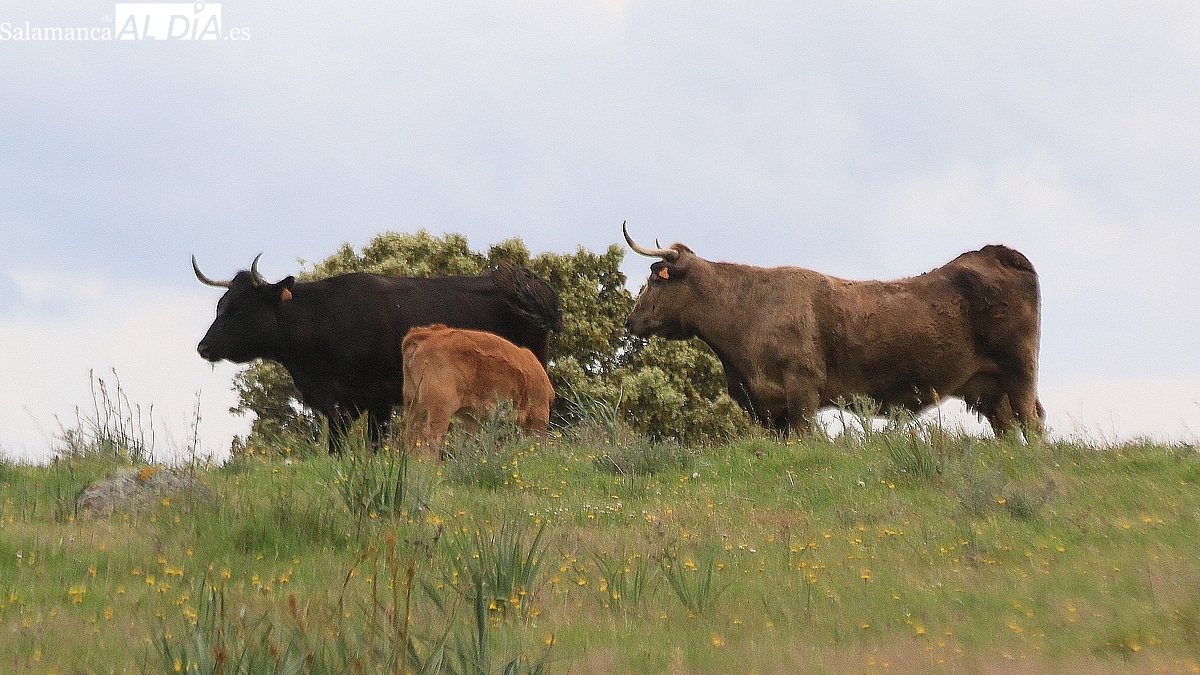 Mercado de ganado y lonja de Salamanca del 10 de noviembre de 2025