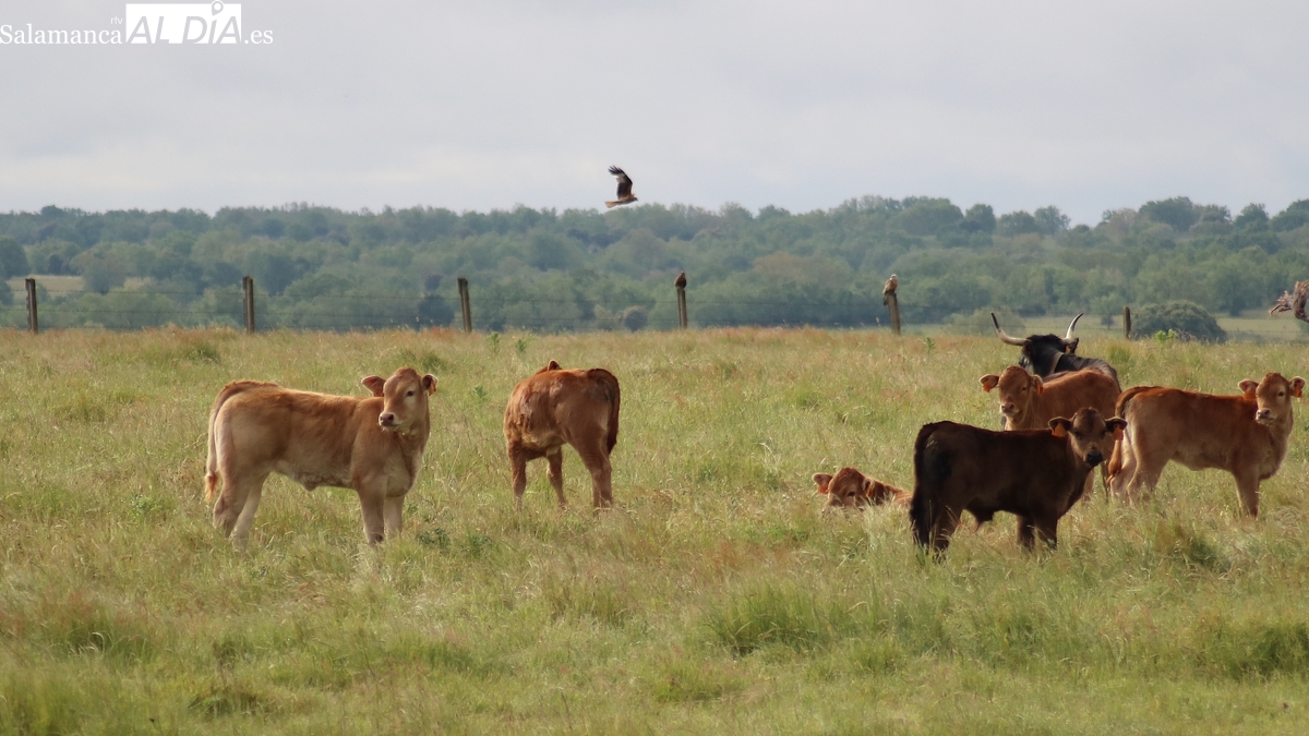 Mercado de ganado y lonja de Salamanca del 17 de noviembre de 2025