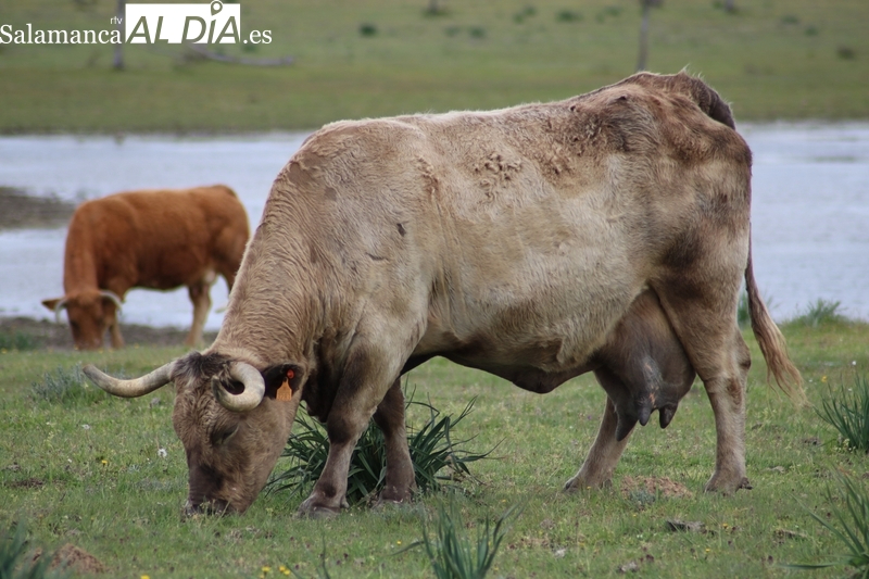 Dermatosis Nodular: ganaderos piden prorrogar medidas en CyL
