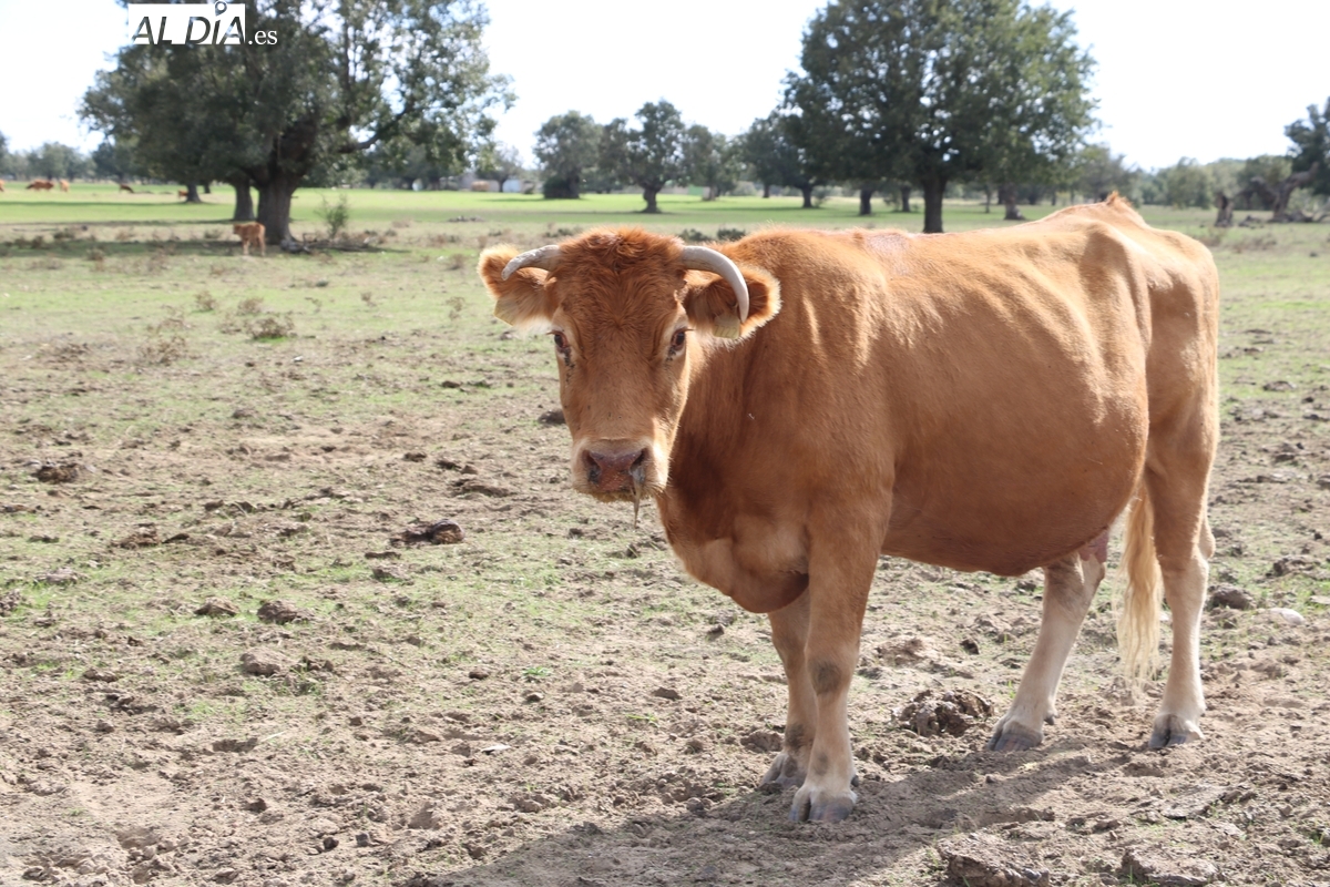 Dermatosis nodular: nuevas restricciones en Castilla y León