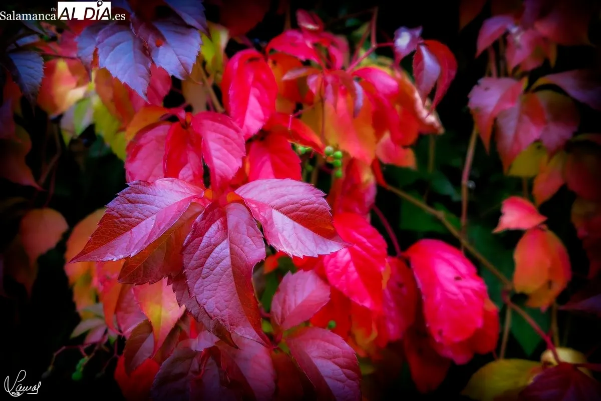 El otoño en Salamanca. Foto de Manuel Lamas