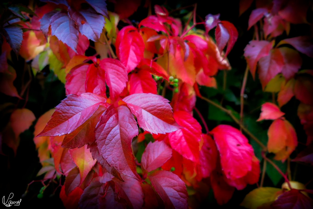 Carbajosa de la Sagrada, Salamanca