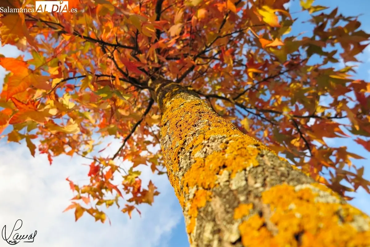 El otoño en Salamanca. Foto de Manuel Lamas