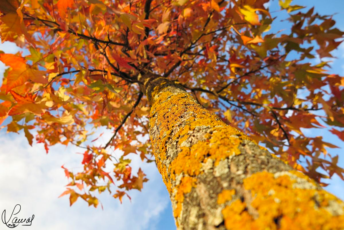 Carbajosa de la Sagrada, Salamanca