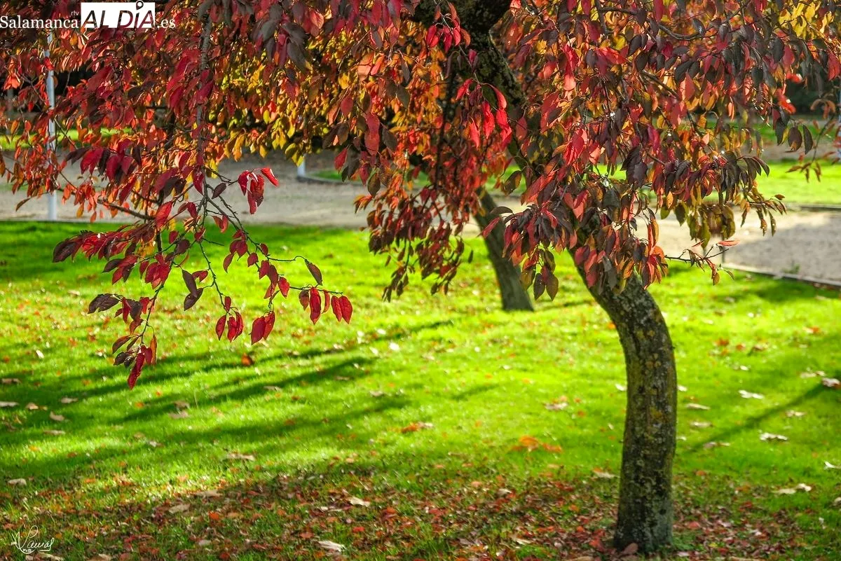 El otoño en Salamanca. Foto de Manuel Lamas