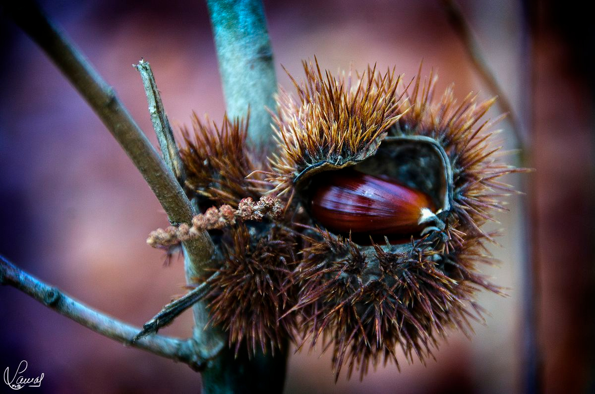 La Alberca, Salamanca