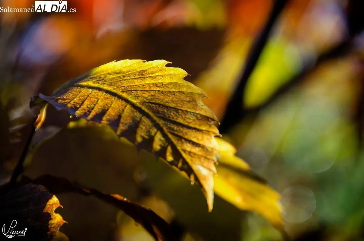 El otoño en Salamanca. Foto de Manuel Lamas