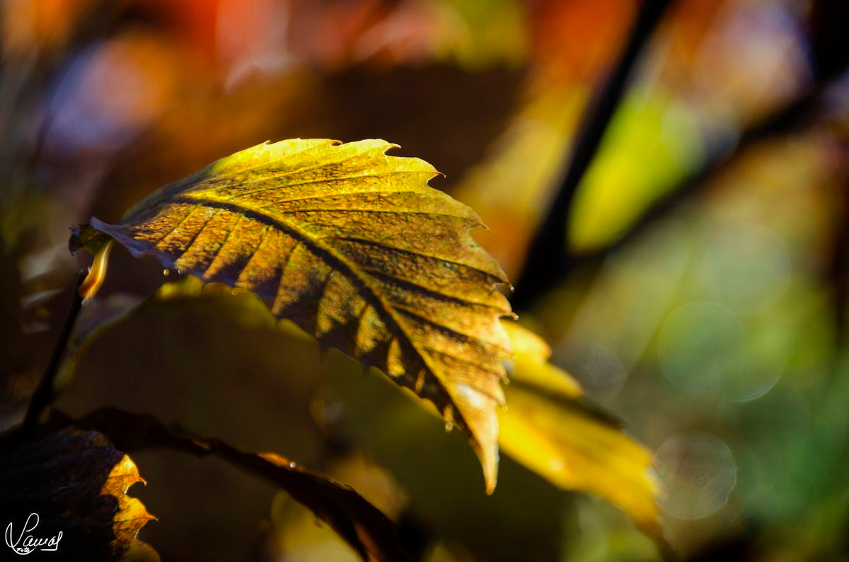 Candelario, Salamanca